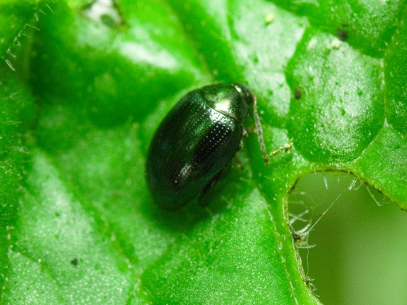 Psylliodes Berthold, 1827